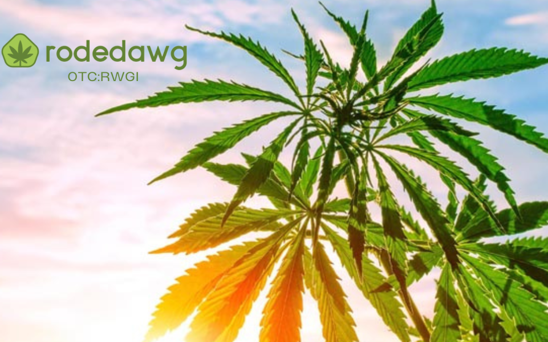 Rodedawg Intl. Ind, Inc. (OTC: RWGI) Announces 204% Gains in Revenues on Quarterly Disclosure ending 3/31/24