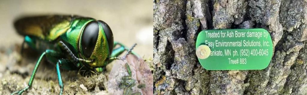 Ash Borer and treated tree tags
